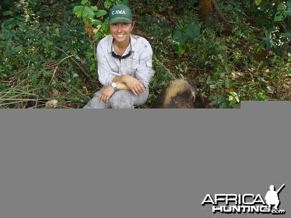 Yellow Back Duiker hunted in CAR with Central African Wildlife Adventures