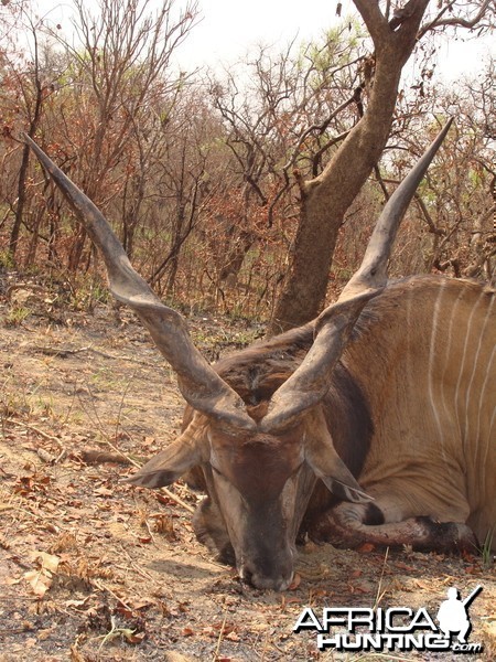 Lord Derby Eland hunted in Central African Republic with CAWA