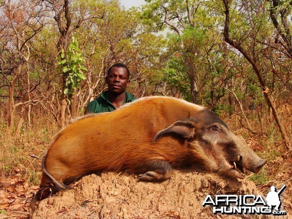 Red River Hog hunted in CAR with CAWA