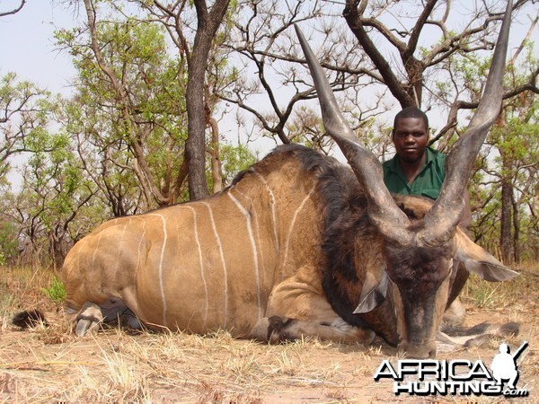 Lord Derby Eland hunted in Central African Republic with CAWA