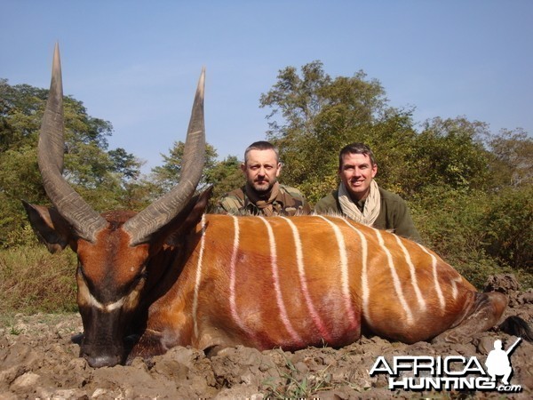 Bongo hunted in CAR with Central African Wildlife Adventures