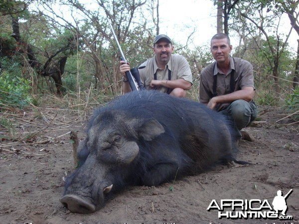 Giant Forest Hog hunted in CAR with Central African Wildlife Adventures