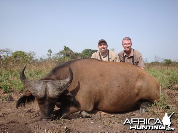 Buffalo hunted in Central African Republic with CAWA