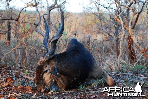 Lord Derby Eland hunted in Central African Republic with CAWA