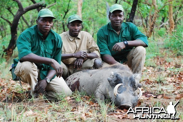 Warthog hunted in CAR with Central African Wildlife Adventures