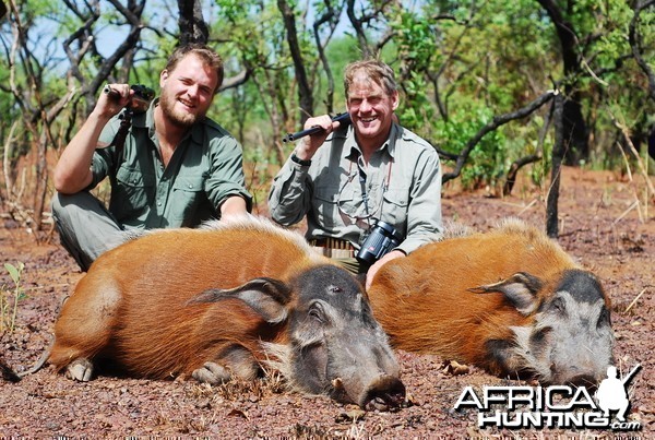 Red River Hogs hunted in CAR with CAWA