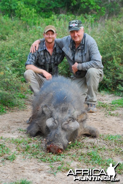 Giant Forest Hog hunted in CAR with CAWA