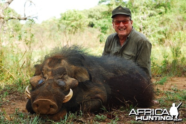 Giant Forest Hog hunted in CAR with CAWA