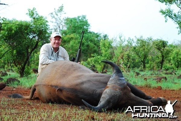 Buffalo hunted in Central African Republic with CAWA