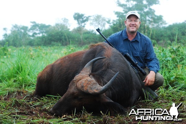 Buffalo hunted in Central African Republic with CAWA