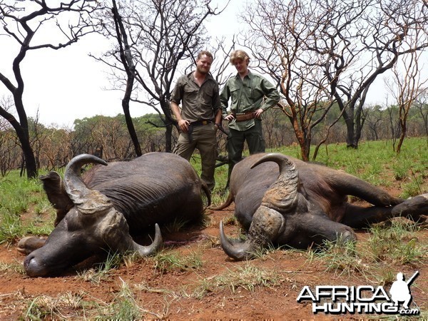 Buffaloes hunted in Central African Republic with CAWA