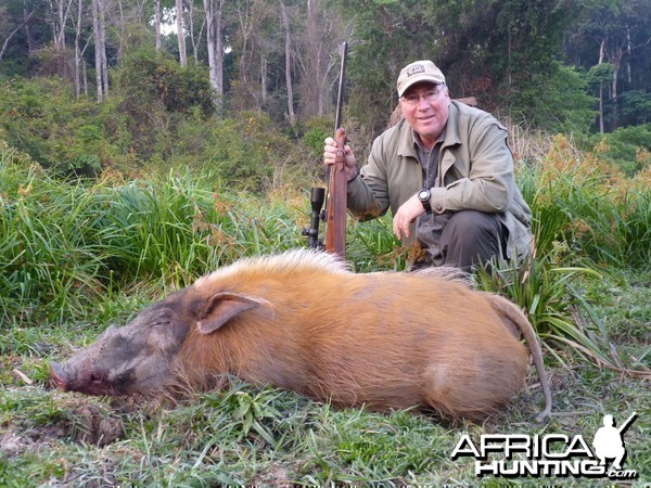 Red River Hog hunted in CAR with Central African Wildlife Adventures