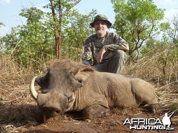 Warthog hunted in Central African Republic with CAWA