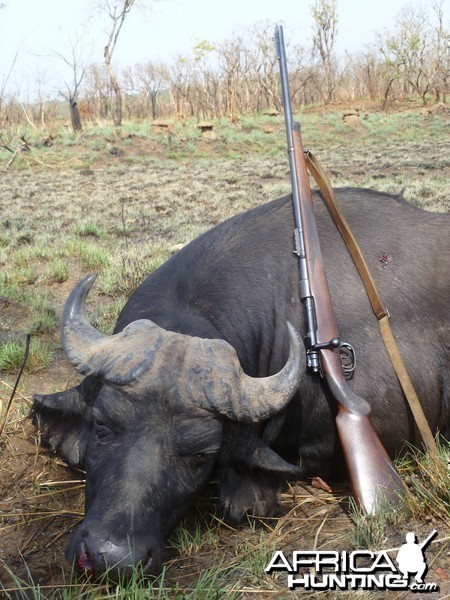 Buffalo hunted in Central African Republic with CAWA