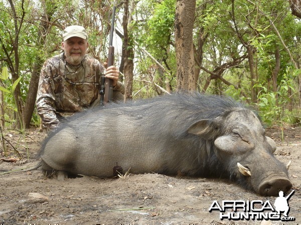 Giant Forest Hog hunted in CAR with CAWA