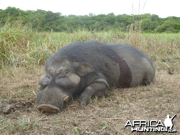 Giant Forest Hog hunted in CAR with CAWA