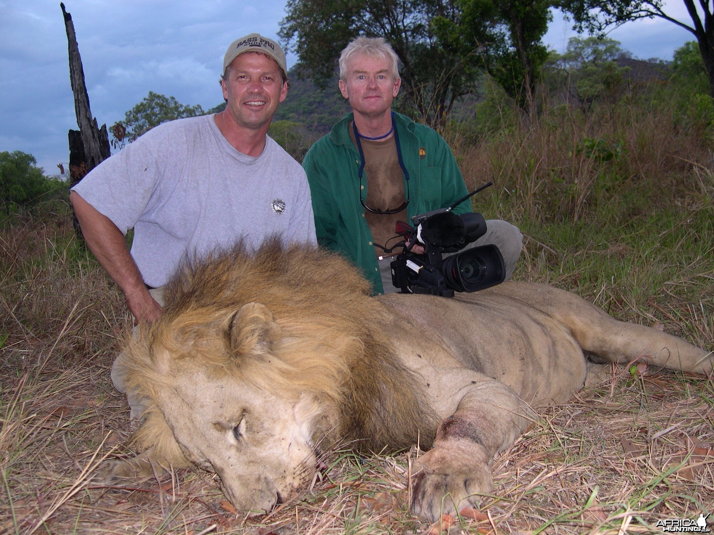 Hunting Lion
