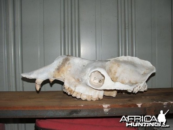 Camel skull