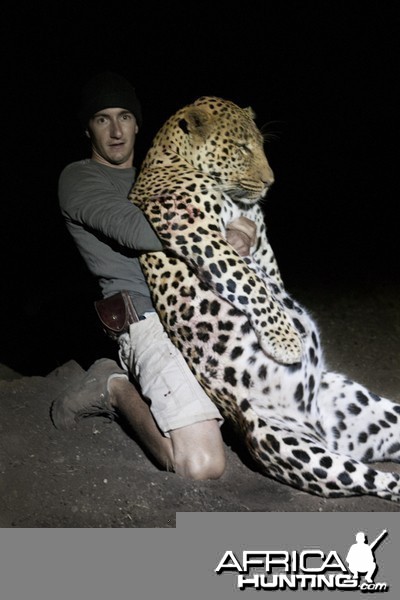 The Musomberi Monster Leopard, Zimbabwe