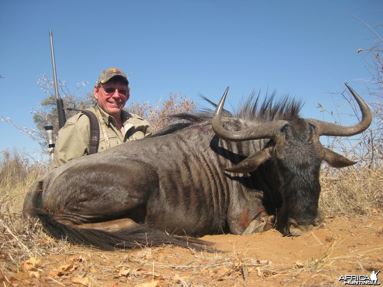 Blue Wildebeest hunted with Cruiser Safaris