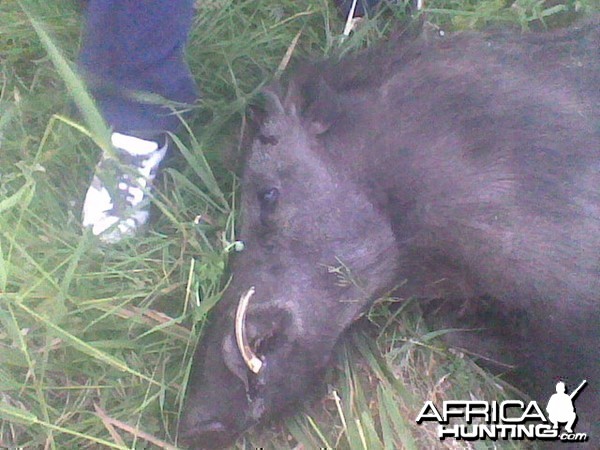 29cm Wild Boar