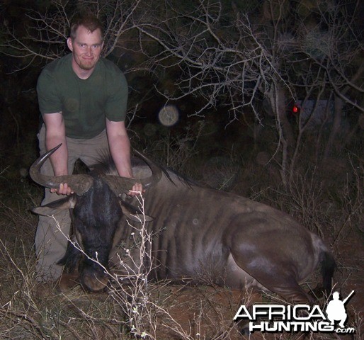 Blue Wildebeest Limpopo South Africa