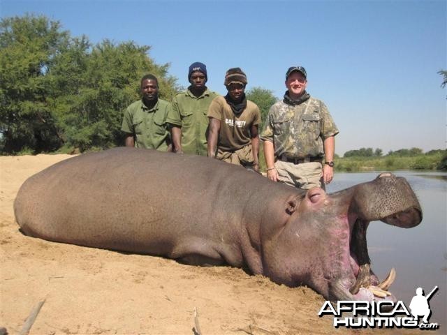 Hippo Hunt in Save Valley Conservancy Zimbabwe