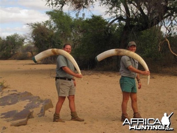 Elephant Hunt in Save Valley Conservancy Zimbabwe