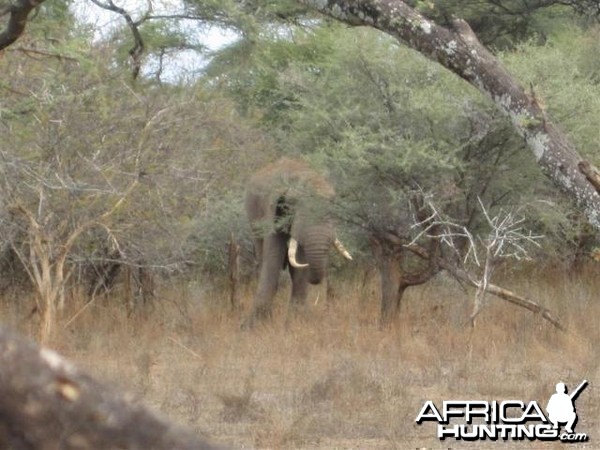Elephant in Save Valley Conservancy Zimbabwe