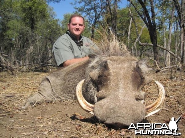 Warthog Hunt in Save Valley Conservancy Zimbabwe