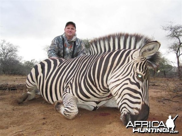 Zebra Hunt in Save Valley Conservancy Zimbabwe