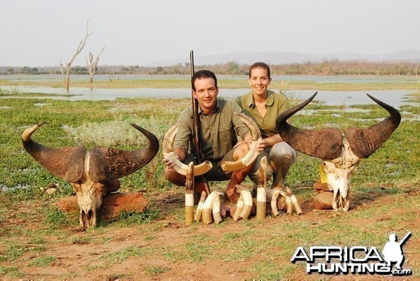 Buffalo and Hippo trophies