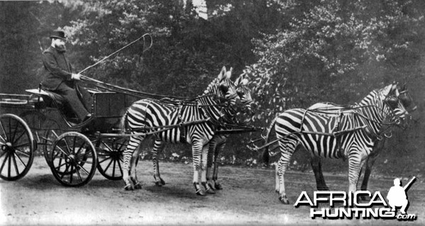 Lord Rothschild with his famed Zebra carriage