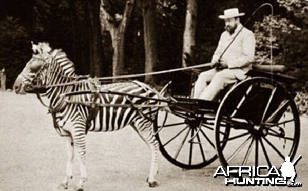 Zebra drawn carriage driven by Lord Lionel Walter Rothschild