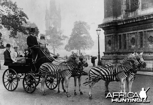 Zebra drawn carriage