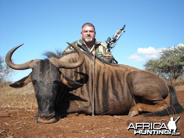 Blue Wildebeest