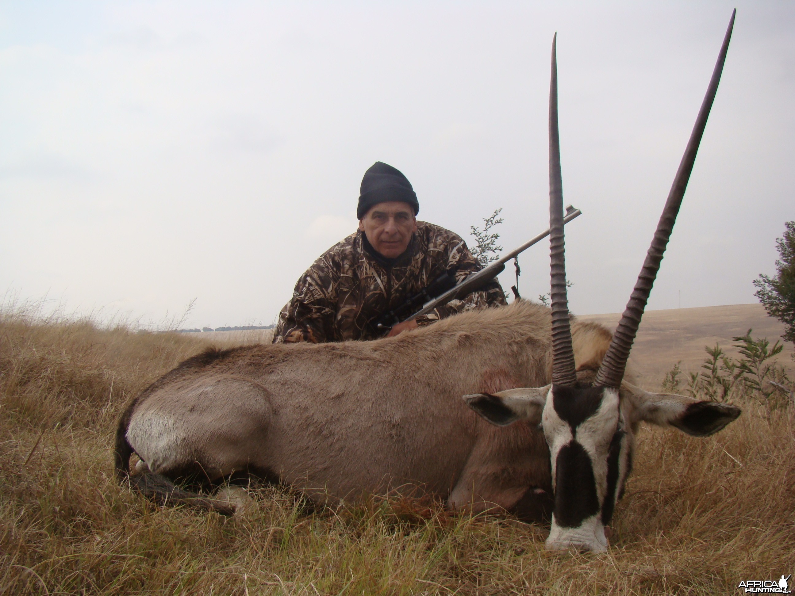 Gemsbuck
