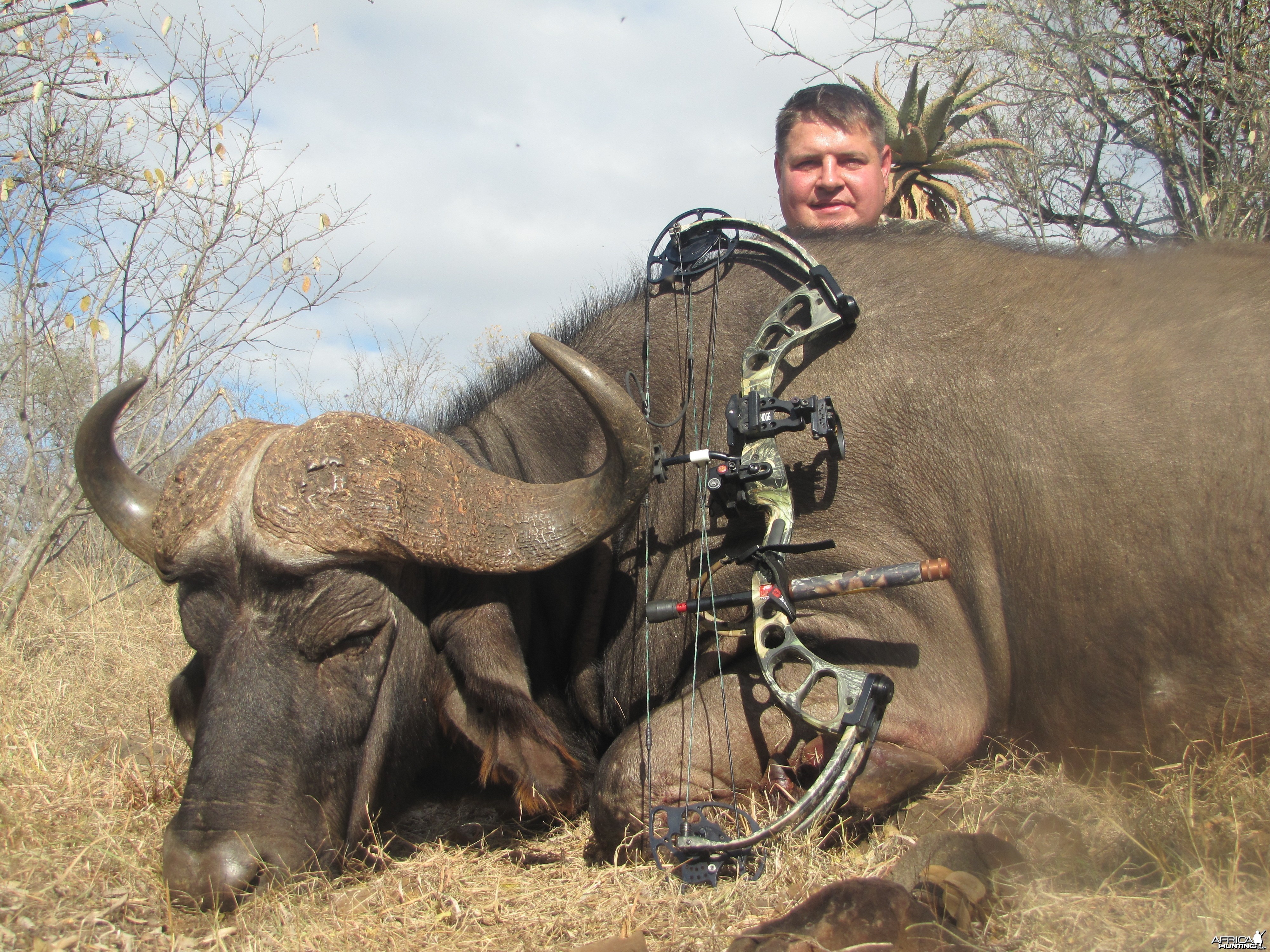 Buffalo