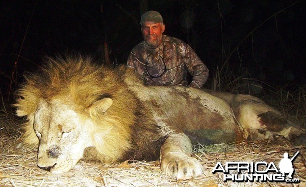 Big Lion hunted in Zambia with Prohunt Zambia