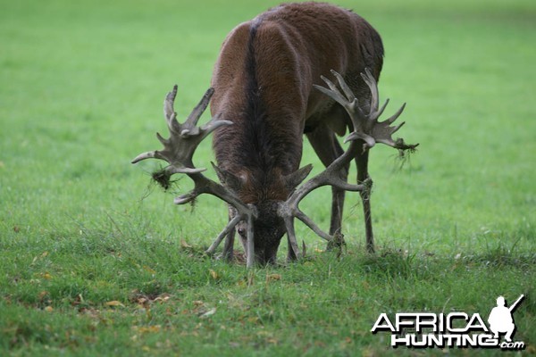 Red Deer England