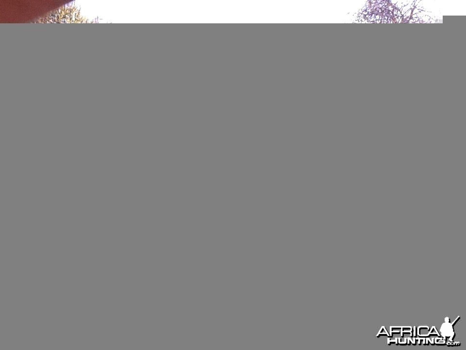 37 lbs Elephant hunted in Zimbabwe