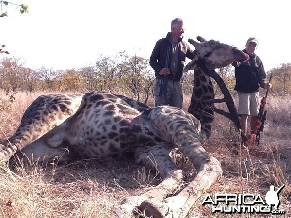 Giraffe hunted in Zimbabwe