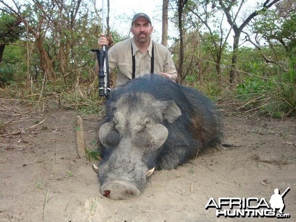 Giant Forest Hog hunted with CAWA in CAR