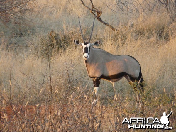 Oryx - Namibia - July 2011