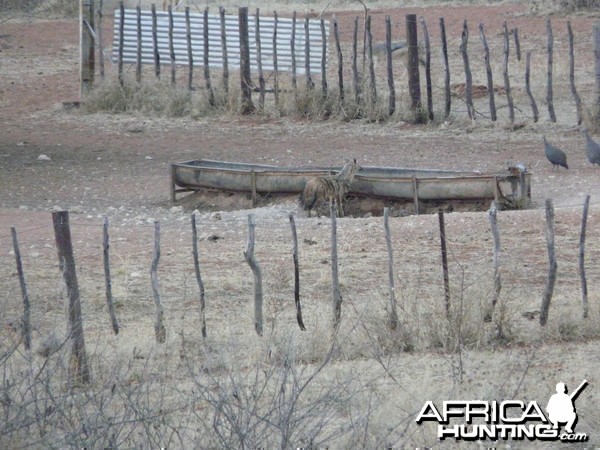 Aardwolf (Proteles cristata) in Namibia
