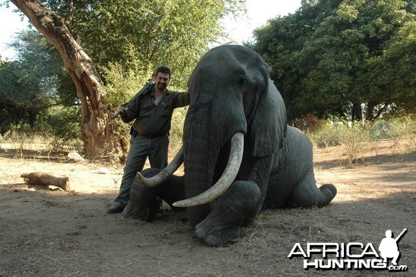 40/41 pounds Elephant hunted in Zimbabwe