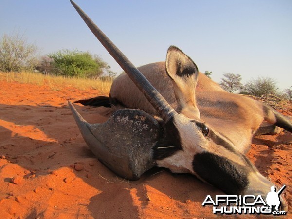 Gemsbok Namibia