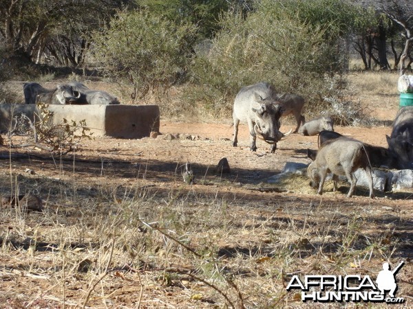 Warthog South Africa