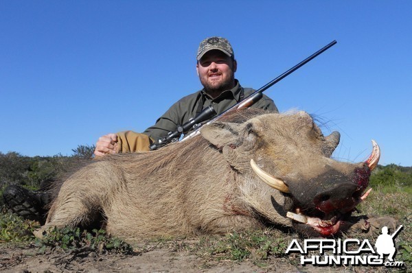 Warthog hunt in South Africa