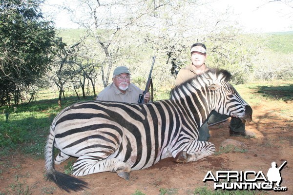 Zebra hunt in South Africa